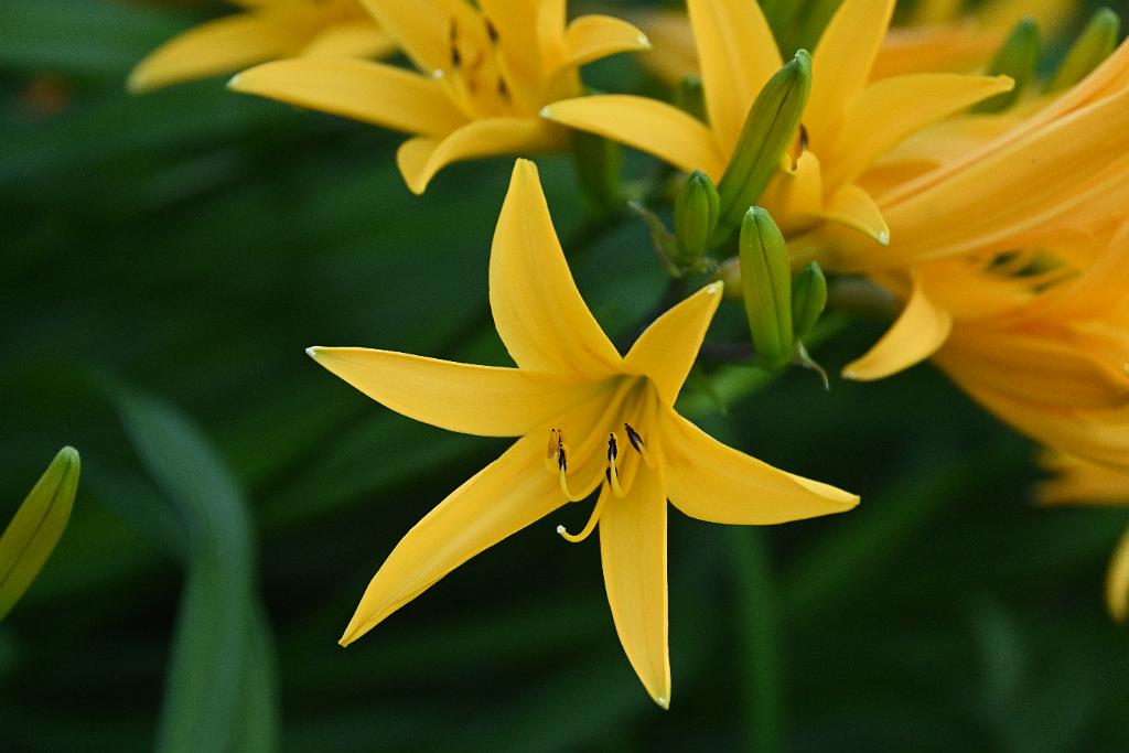 2025-06038850 Wachusett Meadow Wildlife Sanctuary, MA.JPG - Daylily. Wachusett Meadow Wildlife Sanctuary, MA, 6-3-2025